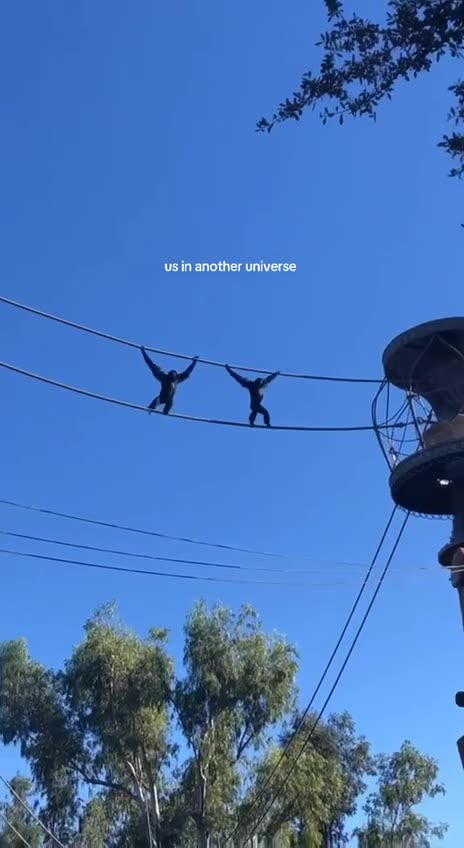 Synchronized high wire crossing