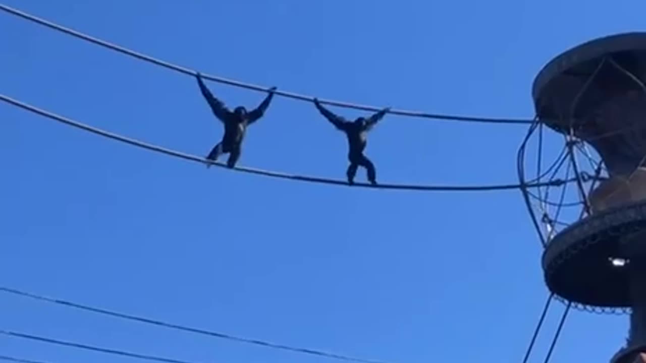 Synchronized high wire crossing