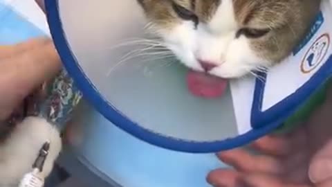 CATS under ANESTHESIA😂😂😂