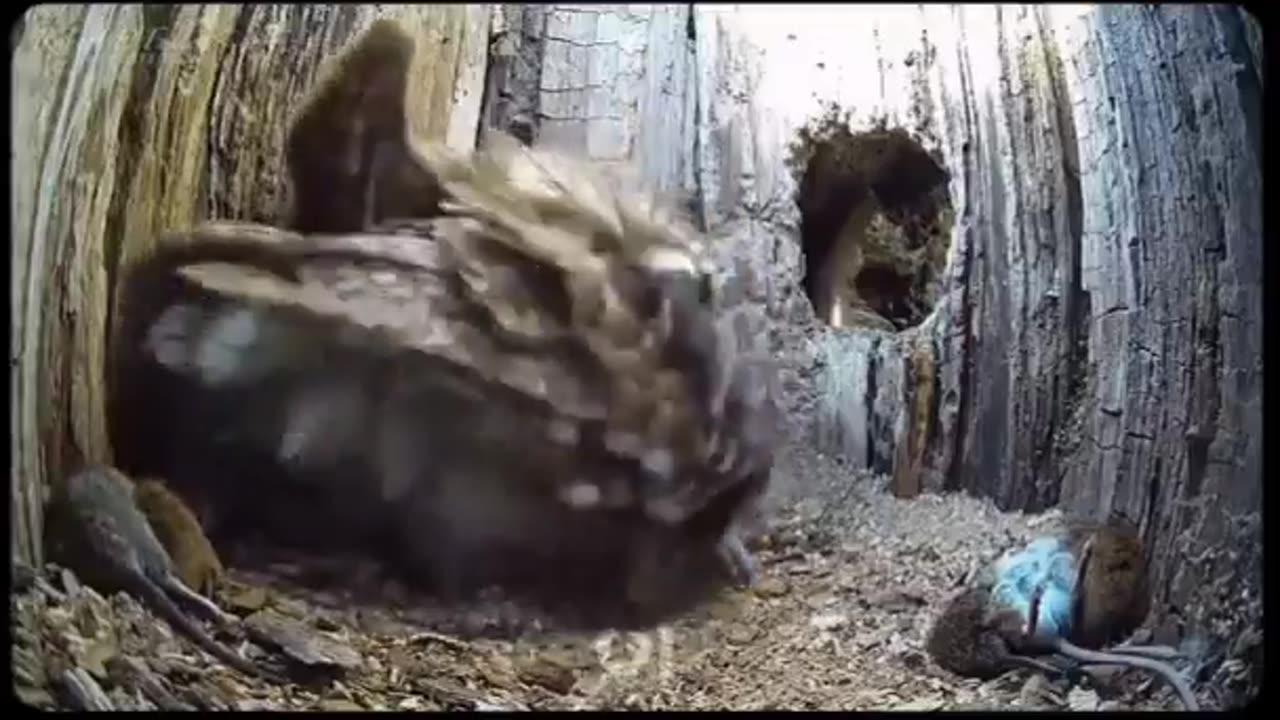 Infertile Tawny Owl's lifeless eggs are replaced with orphaned chicks while Tawny Owl is away 😭🙏