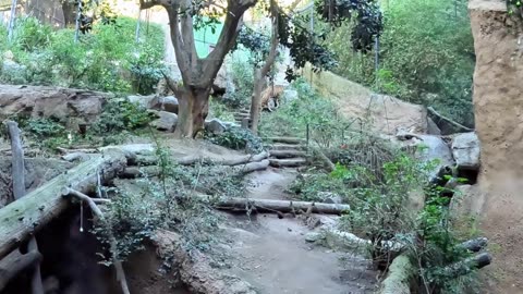 Tigers Playing at the San Diego Zoo