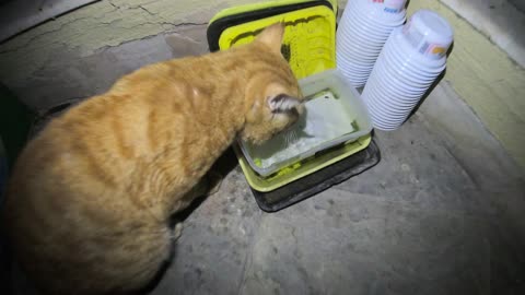 Homeless cat in Ras Al Khaimah UAE: CHRIS MARTIN & JANET JACKSON #cat #cats #pet #pets #homeless #4u