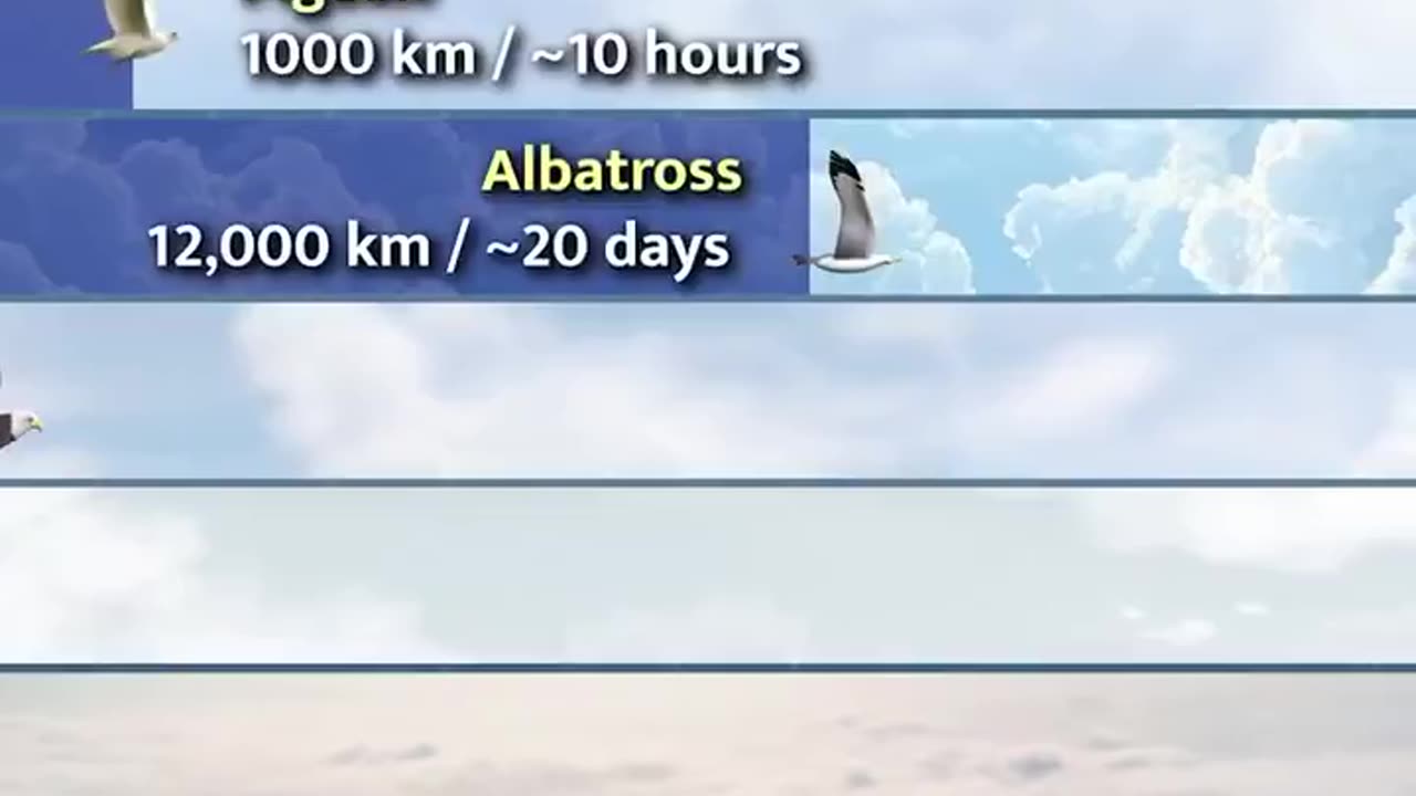 How long do birds travel without landing?