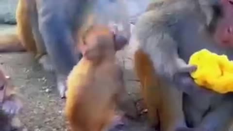 Funny monkey 🙈 hhhhh #funny #funnyvideo #monkey #animals