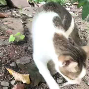Cute kitten mother for you😘😘 #Diana-videos #cute #cat #foryou