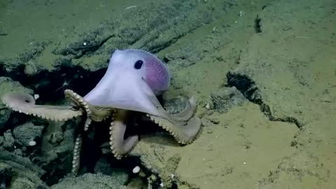 qthulhu