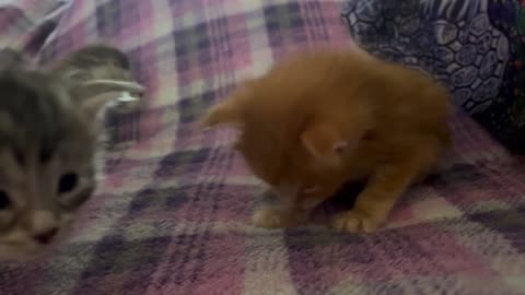 Maine Coon Kittens - First Day Out