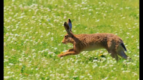 Lord Winter - The Hare