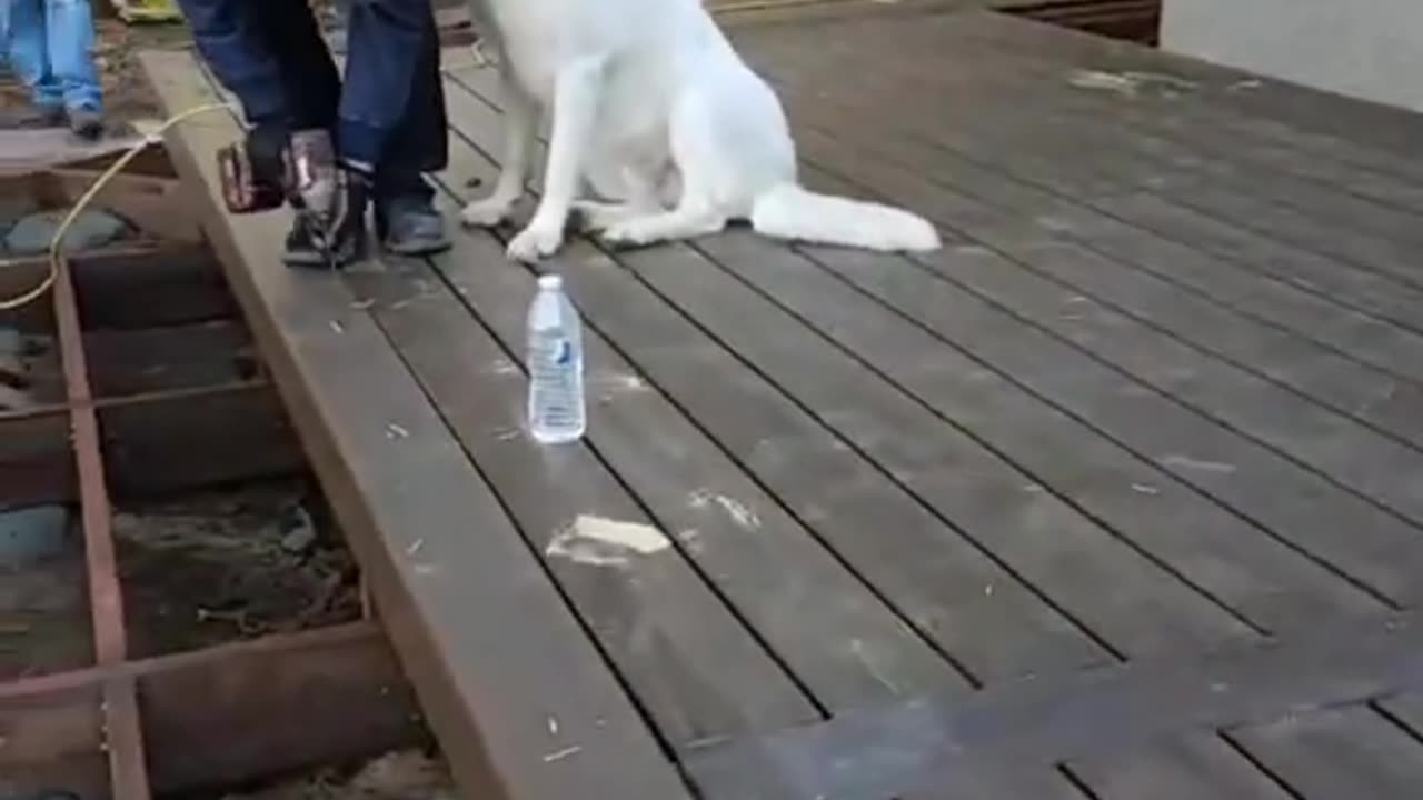 Dog Surprise Family