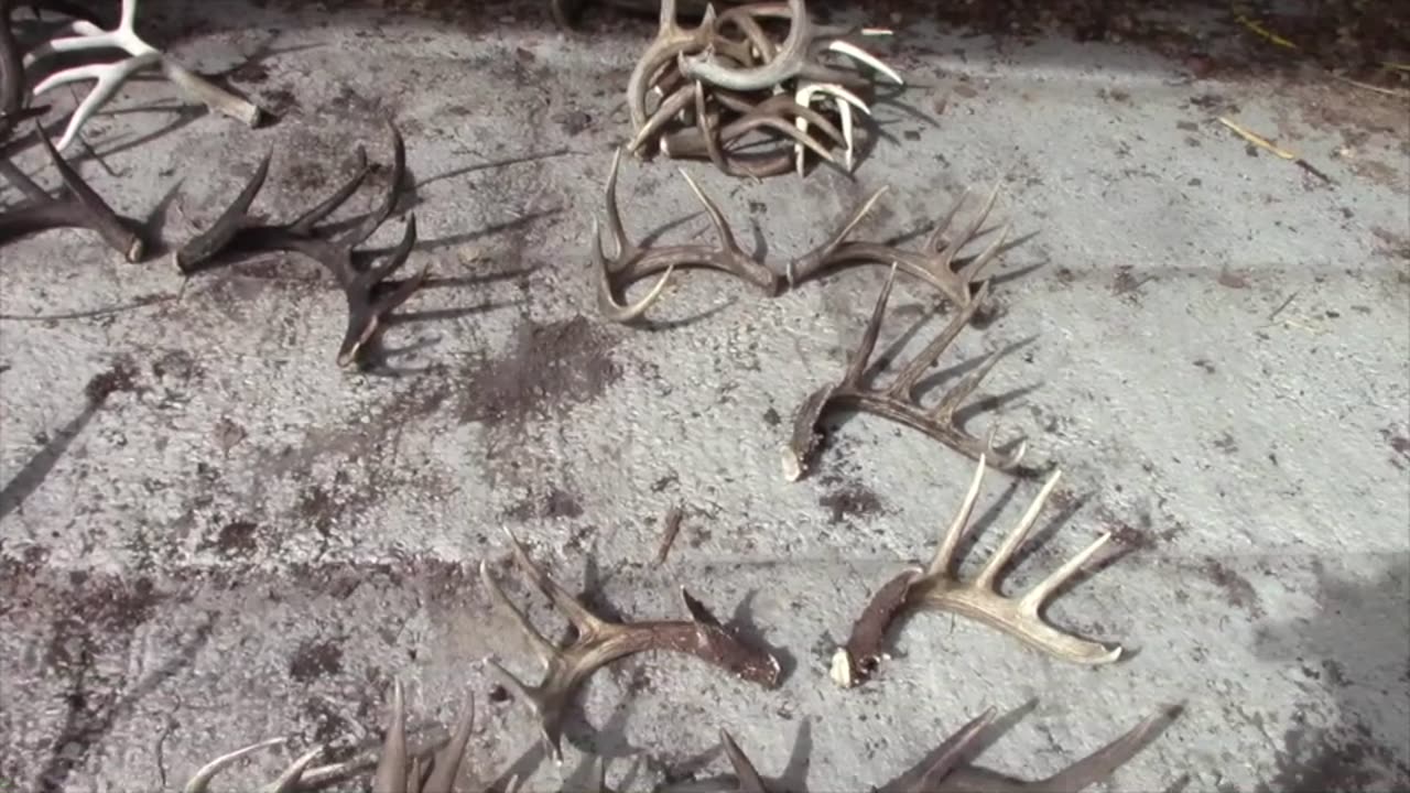 2024 SHED ANTLER TRIP