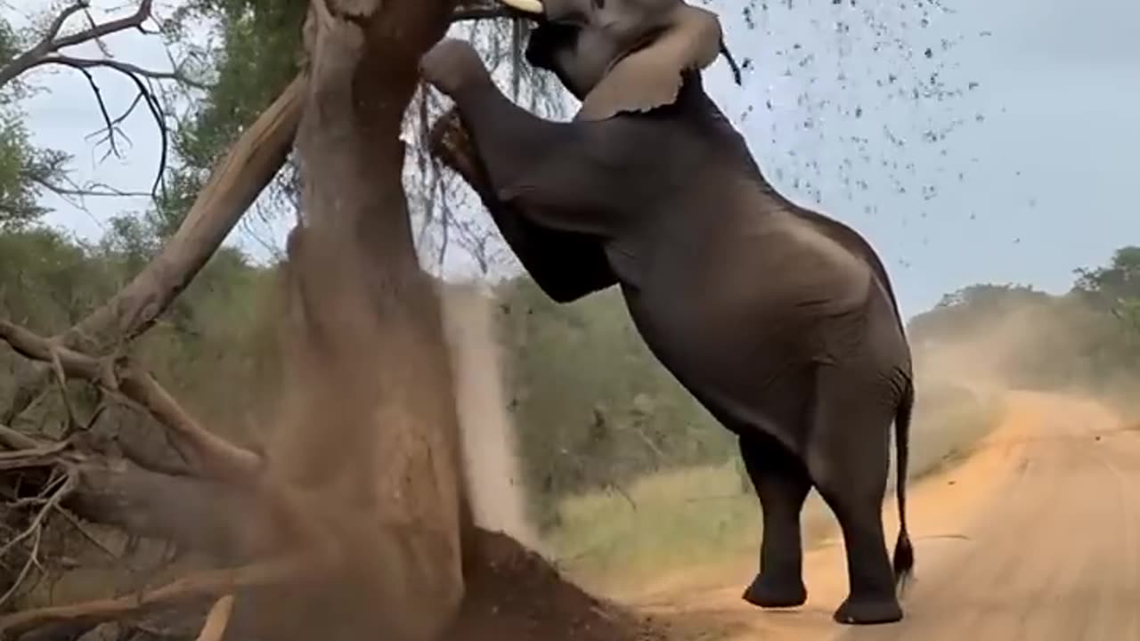 LAn angry elephant knocks down a tree