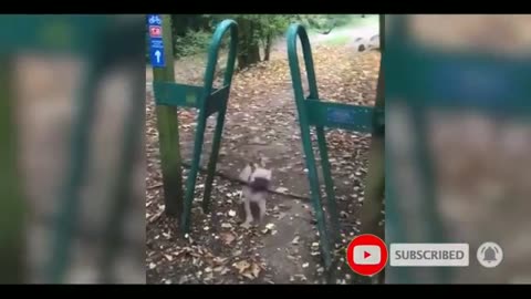 FUNNY ANIMALS VIDEOS