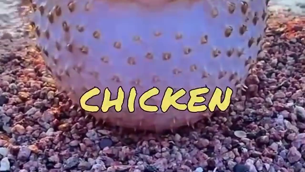 Animals funny