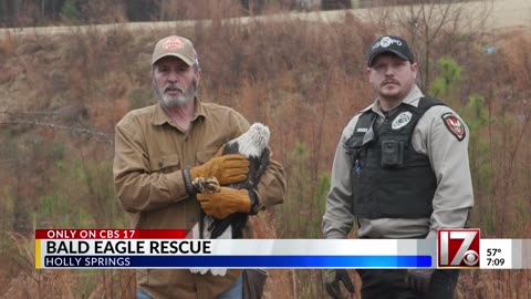 Bald eagle rescue in Holly Springs