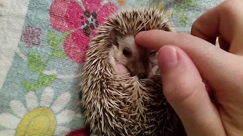 How to Instantly Calm a Grumpy Hedgehog: Expert Tips for a Happy Pet"