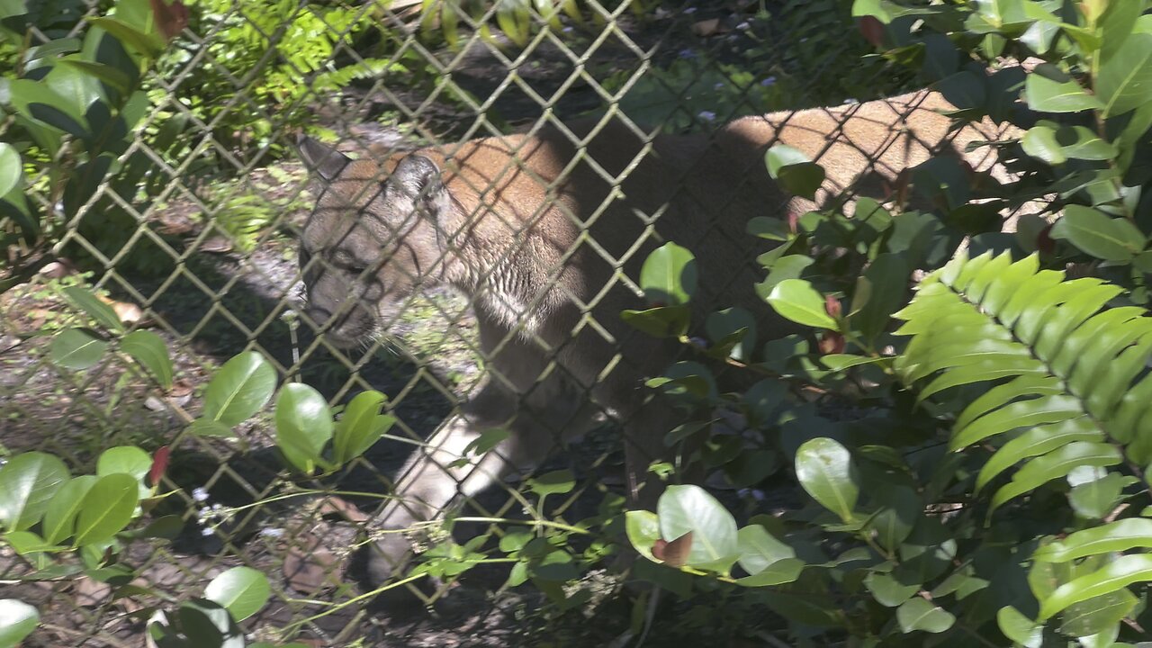 Florida Panther