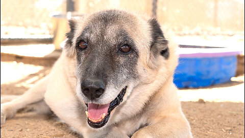 Watch war dog who was rescued by UK commandos in Afghanistan.