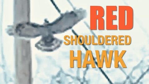 Red Shouldered Hawk