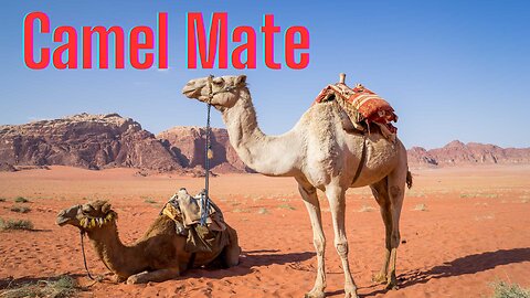 Camel Mate