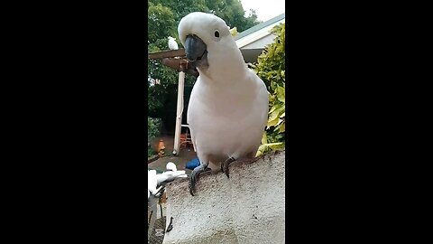 Cockatoo Expressions