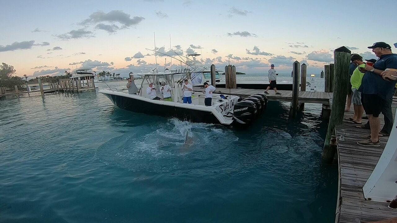 Just some dudes teasing some bull sharks in Bimini Bahamas