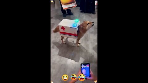 funny dog movement