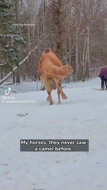 Cuddly Camel Comforted By Horses😍