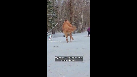 Cuddly Camel Comforted By Horses😍