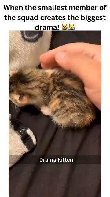 When the tiniest paws bring the most dramatic claws! 🐾✨ Watch the sass, the flair, and the ultimate!