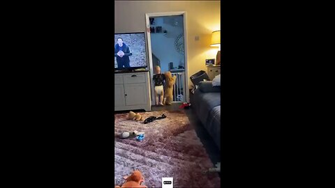 funny animals video #funny videos 😂