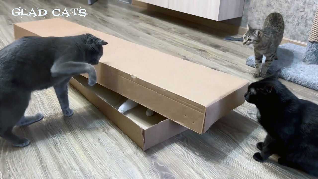 Cats and Box