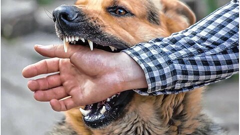 🐕‍🦺🐕Have you finished plucking? Don't disturb my sleep 😴 