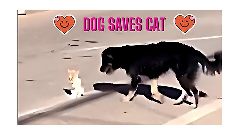 This Beautiful Stray Dog Carries a Stray Kitten Away to Safety❤️🙏❤️ #doglover #dog #stray