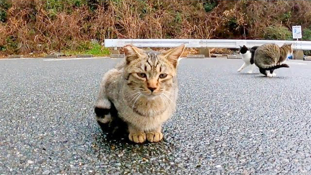 The kitten that jumps up and rejoices when you stroke your head is too cute