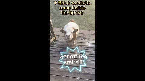 T-Bone thinks he is a house cow. Get off the stairs!