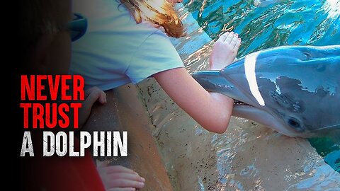 How I Survived a Dolphin Attack: A Harrowing Tale of Survival and Unexpected Danger