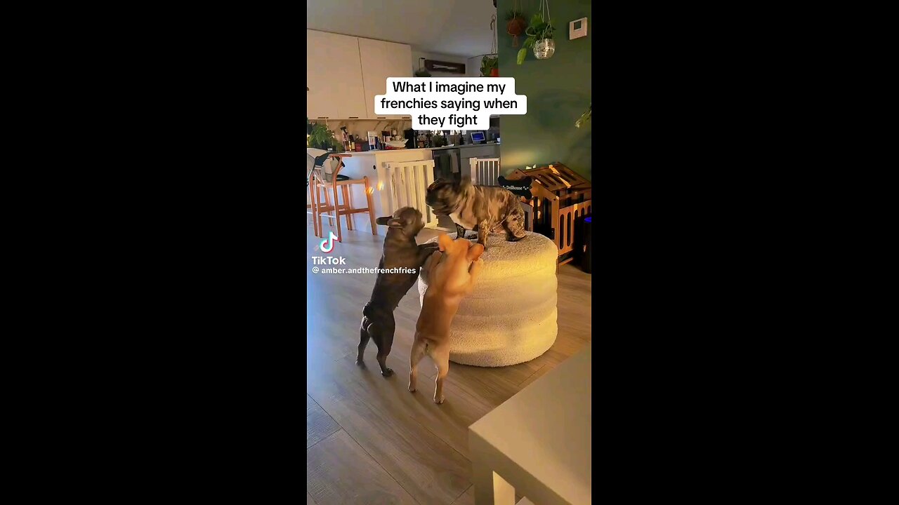When your dogs have arguments