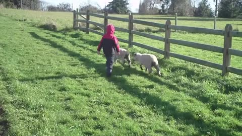 Walking Pet Sheep 2014 In Patagonia Chile