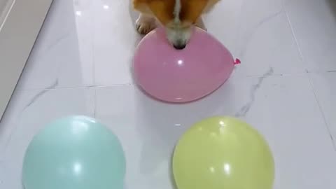 Dogs love playing with balloons