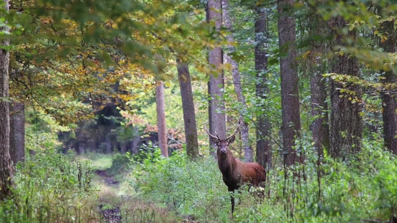 NO GAS CHAMBERS (Scripture & Tradition | Father Mawdsley | 2024-10-16)