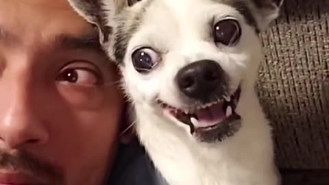 Funny animals