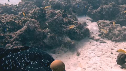 Diver Feeds An Egg to a Fish