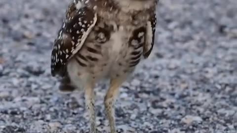 Share a fun video of this adorable owl's attack.