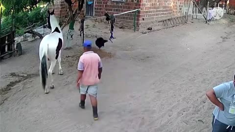 Fuuny animals