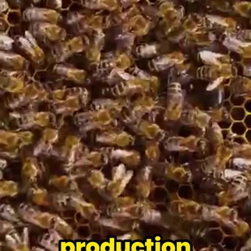 The Dark Secret of Beekeeping!