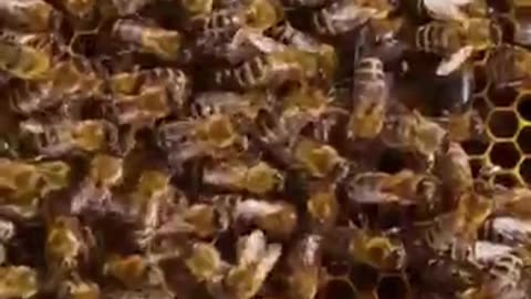 The Dark Secret of Beekeeping!