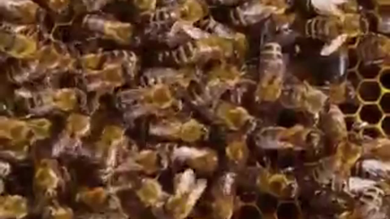 The Dark Secret of Beekeeping!
