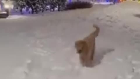 Dogs Have Time of Their Lives Playing in the Snow