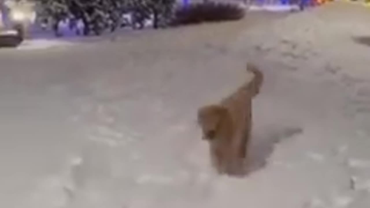 Dogs Have Time of Their Lives Playing in the Snow