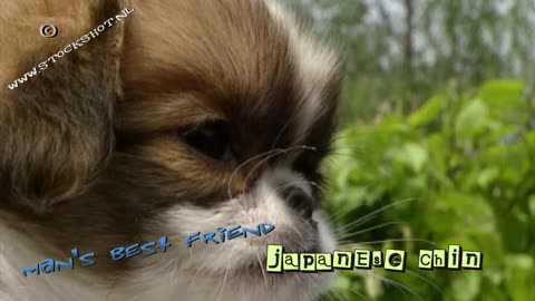 Japanse spaniël, Japanese Chin, Japanese Spaniel,